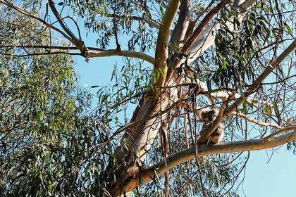 En el llamado “camping de los koalas”, un desvío de la carretera, los turistas se agolpan para fotografiarlos