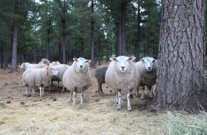 En el lugar, además de forestación, el INTA lleva adelante mejramiento genético de las razas Texel, Poll Dorset y Merino Dohne, para doble propósito