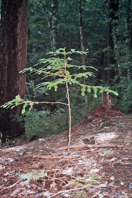 En el lugar donde cayeron las bombas del avión de Fujita el mismo piloto plantó una sequoia para simbolizar la amistad entre japoneses y estadounidenses