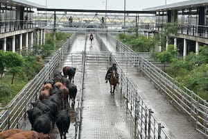 Valores con altibajos en el comienzo la semana en el Mercado Agroganadero de Cañuelas