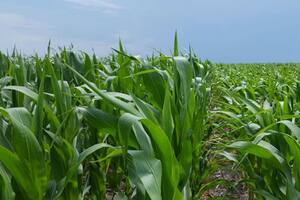 Negocio: claves productivas para el maíz tardío