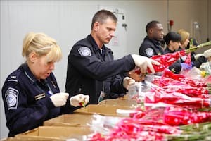 Intentaron entrar a EE.UU. con un envío de rosas, pero la CBP descubrió un contrabando por más de US$6 millones