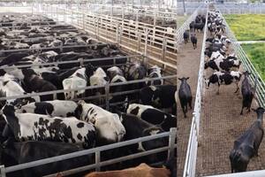 Cada vez hay más vacas de tambos que van a faena por una dramática crisis
