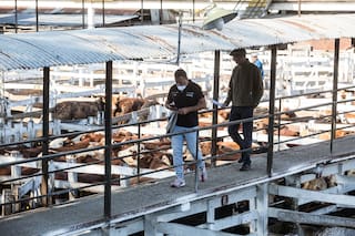 Registro para exportar carne: la vaca se hizo eco de los temores del mercado