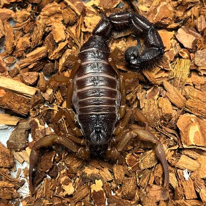 En el mismo aeropuerto de Estados unidos también fue incautado un paquete que contenía varios escorpiones