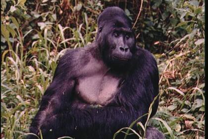 En el mundo animal, el gorila de montaña macho más grande suele aparearse con un gran número de hembras
