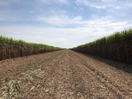 En el mundo el consumo de azúcar crece entre 1% y 2% anual