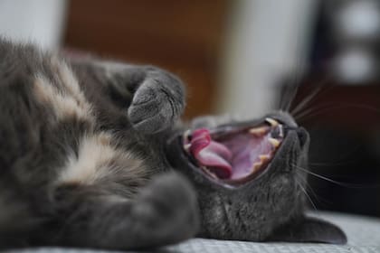 En el mundo felino, el bostezo también puede ser una forma de comunicación