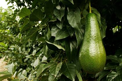 En el NOA está el 75% de la producción