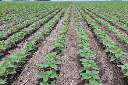 En el norte bonaerense, técnicos del INTA y CREA señalan que la rotación de cultivos sigue siendo la base del sistema