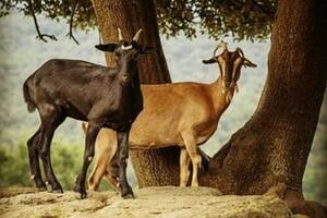 Con las cabras tienen un negocio con foco en lo social y producen leche en polvo