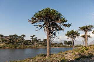 Por qué los bosques nativos de Neuquén corren peligro de desaparecer