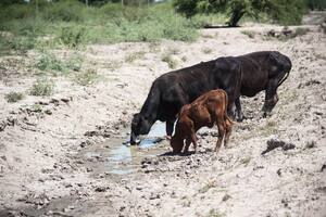 Sequía: la Afip oficializó las medidas de “alivio fiscal” para los productores