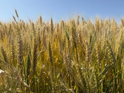 En el norte del país comenzó la cosecha de trigo con rendimientos récord, un arranque que marca la mejor performance de la región en años