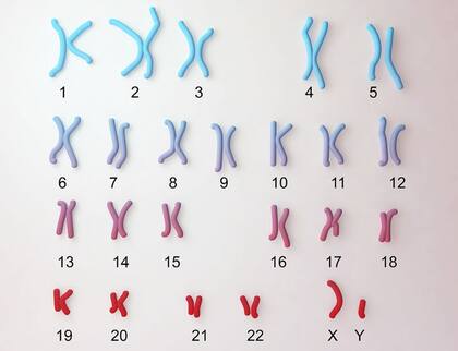 En el núcleo de cada célula humana hay un genoma que contiene 23 pares de cromosomas. El último par es el que determina el sexo