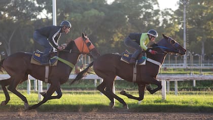En el país hay unos 500 haras, donde nacen 8 mil caballos por año. Entre los hipódromos de Palermo, San Isidro y La Plata reparten unos 800 millones de pesos al año en premios