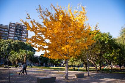 En el Parque de los Andes, cerca del cementerio de la Chacarita, se pueden observar los árboles de copas amarillas que viven su época dorada en el invierno