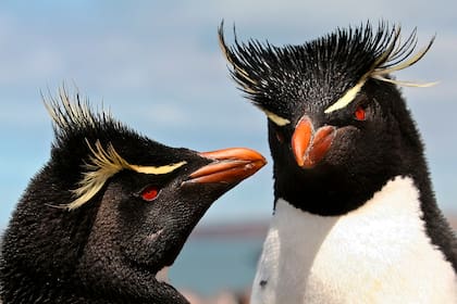 En el Parque Interjurisdiccional Marino Isla Pingüino se puede conocer la colonia reproductiva del pingüino de penacho amarillo austral