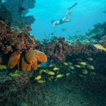 En el Parque Nacional Dry Tortugas se encuentra la tercera barrera de coral más grande del mundo