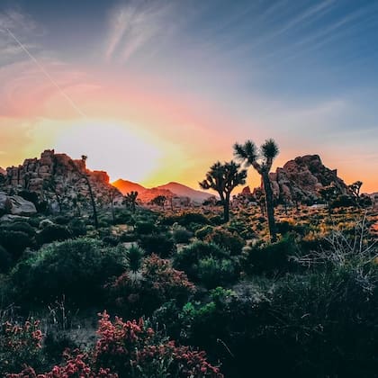 En el Parque Nacional Joshua Tree hay actividades para todas las edades (Instagram/@laondaverdenrdc)