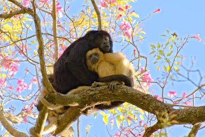 En el Parque Nacional Río Pilcomayo, hay 1337 especies registradas, de las cuales 101 están amenazadas y solo 10 son exóticas