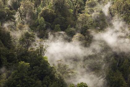 En el Parque Pumalín llueven más de 6 mil milímetros al año, una cantidad esencial para sostener la biodiversidad de la selva (o bosque) valdiviana.