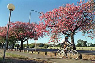 Más verde, más vida