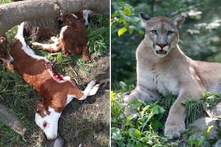 Un puma mató 12 terneros y crece la angustia entre los productores