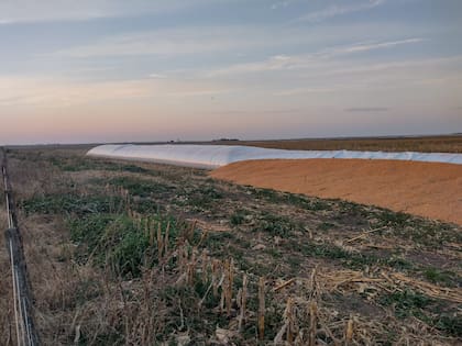 En el partido bonaerense de Trenque Lauquen al productor Diego Casaretto le rompieron un silobolsa con maíz