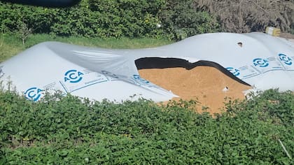 En el partido hay robo de cereal a los silobolsas que están en los campos