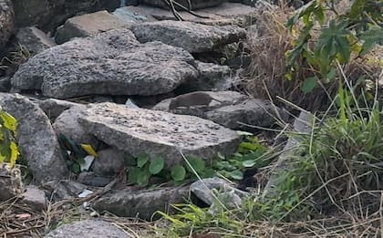 En el paseo costero de Vicente López, otra de las zonas en las que se pueden divisar ratas a toda hora