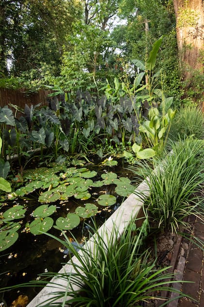 En el pasillo de la pileta orgánica se encuentran escabiosas, liriopes, salvias y buxus. En el cerco, ipomeas y jazmines de leche.