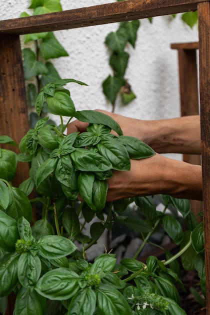 En el patio a cielo abierto hay una pequeña huerta de aromáticas que se utilizan en algunos de los platos y en los tragos