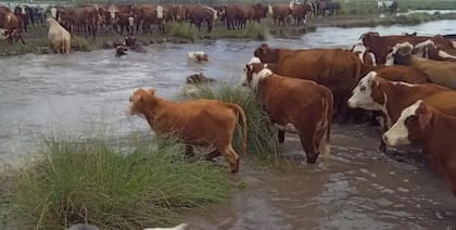 En el peor momento de la inundación tuvieron que evacuar la hacienda