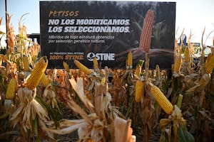 Prueban en 40 localidades del país maíces petisos