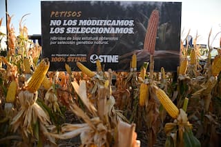 Prueban en 40 localidades del país maíces petisos