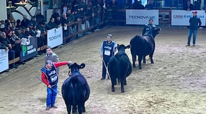 En el predio de Palermo, en la pista indoor se jura la categoría hembras de la raza