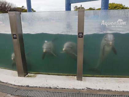 En el predio quedan 10 delfines