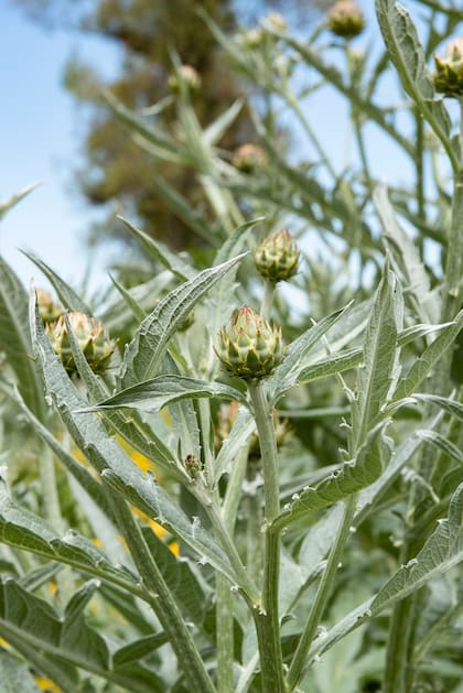 En el proyecto de paisajismo de Museo Campo, donde Ernestina Anchorena utilizó el Cynara cardunculus.
