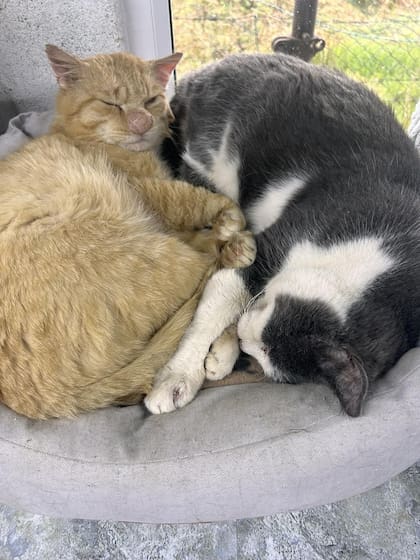 En el refugio, Barney formó un vínculo especial con otro gato rescatado llamado Boss (Foto: Rescue Cats NI)
