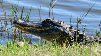 En el Refugio Nacional de Vida Silvestre Anahuac se pueden realizar avistajes de distintas especies