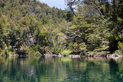 En el río Arrayanes, cohiue (Nothofagus dombeyi), ciprés de la cordillera (Austrocedrus chilensis), caña Colihue (Chusquea culeou) y ñire (Nothofagus antarctica), todas nativas de Bariloche.