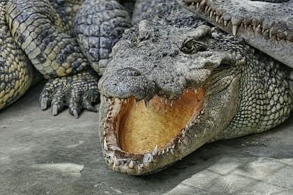 En el río St. Johns, en Florida, viven más de 5000 cocodrilos