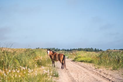En El Salvaje se encuentran todo tipo de animales, árboles y plantas.