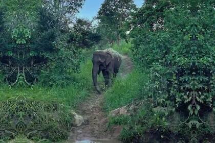 En el santuario de Brasil, Pocha y Guillermina convivirán con Mara, trasladada desde Buenos Aires hace dos años