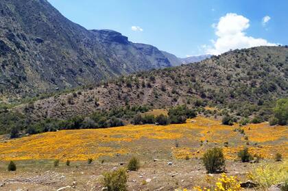 En el santuario hay bosquetes de coníferas, lugares para picnic, un camping, un arboretum y cinco senderos, uno de los cuales finaliza en los glaciares colgantes de los cerro La Paloma y Cerro El Altar.
