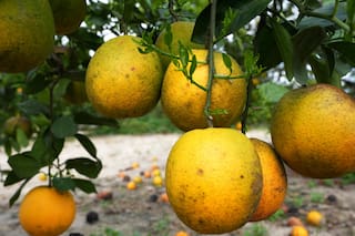 Rechazaron en Europa naranjas argentinas y se generó malestar entre los productores