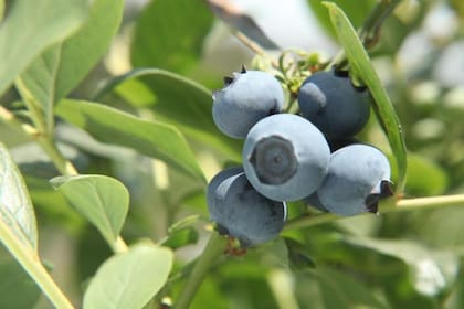 Las empresas contribuyen a financiar centros de cuidado infantil para los trabajadores agrícolas, asegurando que los niños reciban servicios de salud y educación