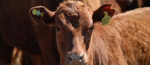 Empieza la trazabilidad bovina obligatoria con fuerte competencia de proveedores y “flexibilidad”