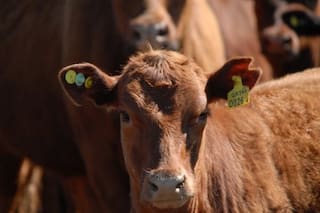 Empieza la trazabilidad bovina obligatoria con fuerte competencia de proveedores y “flexibilidad”